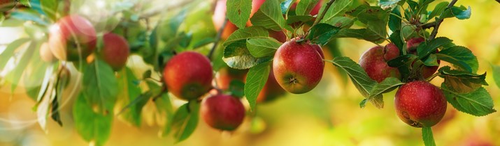 Interesting Apple Tree Fact