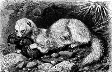 Interesting Ferret Facts