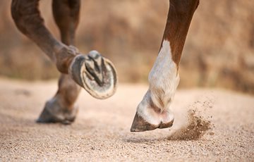 How do horse hooves work?