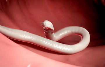 Interesting Worm Facts