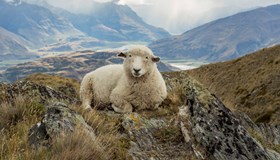 New Zealand Fact