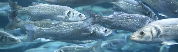 Interesting Fish Farm Facts