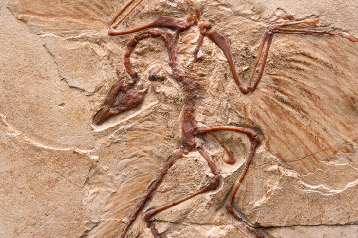 Interesting Archaeopteryx Fact