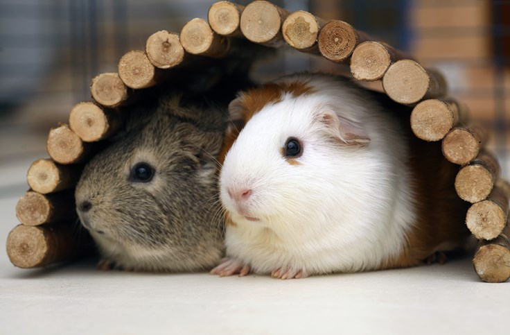 Interesting Fact about Cavy