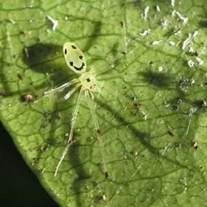 Interesting Hawaiian happy-face spider Facts