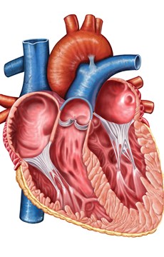 Interesting Facts about Human Heart
