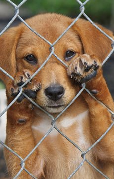 Sad Animal Cruelty Facts