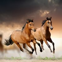 Horse Facts