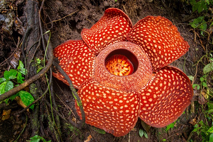 Interesting Indonesia Plant Fact