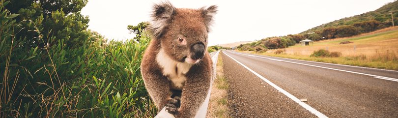 Koala Facts