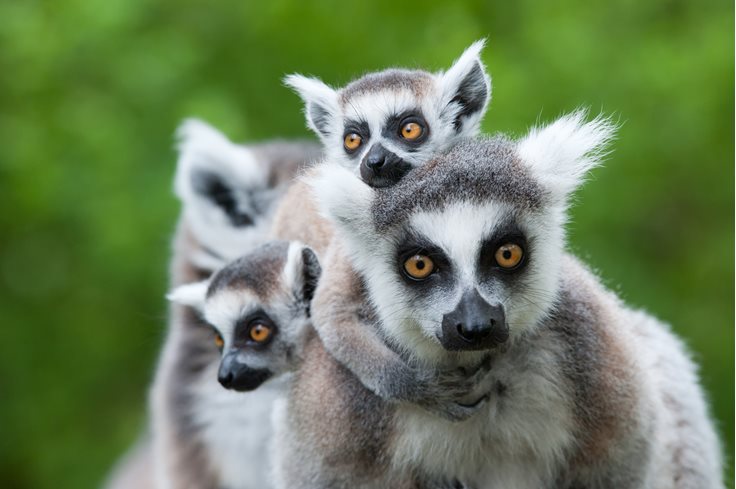 Random Madagascar Facts