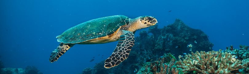 Sea Turtle Facts