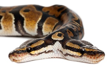 Two-headed Snake Fact