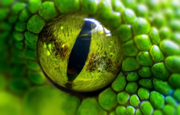 Snake Eye Fact