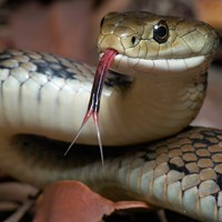 Snake Facts