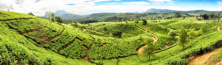 Interesting Tea Plant Fact