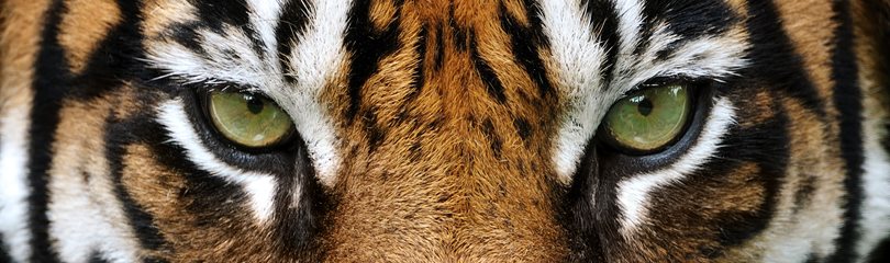 Interesting Tiger Facts