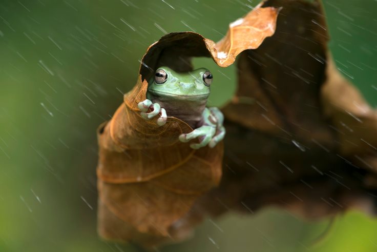 Cool frog facts