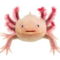 Random Weird Animal Facts