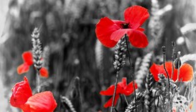 WW I Facts