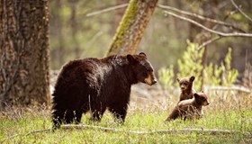 Yellowstone Fact
