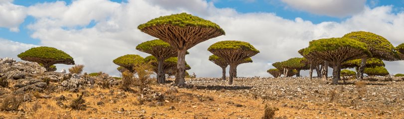 Interesting Yemen Facts