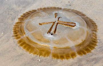 Dead Jellyfish Fact