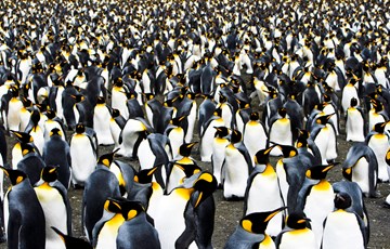 Penguin Colony Fact