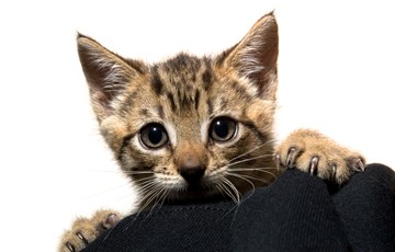 Cat Ears