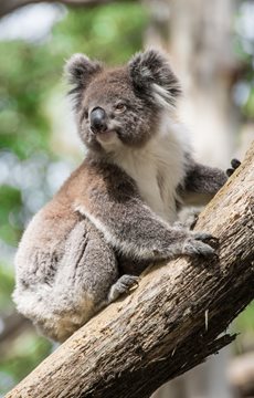 Koala Deforestation Fact
