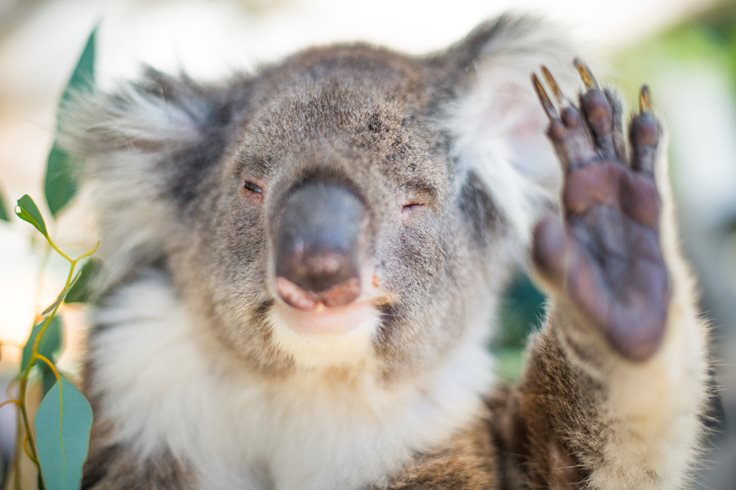 Koala Marsupial Fact