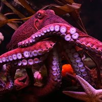 Can octopuses change color
