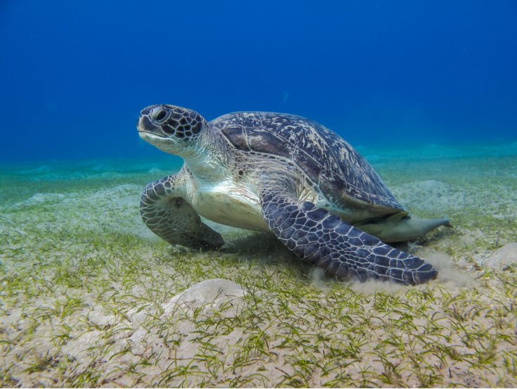 Leatherback Turtle Fact
