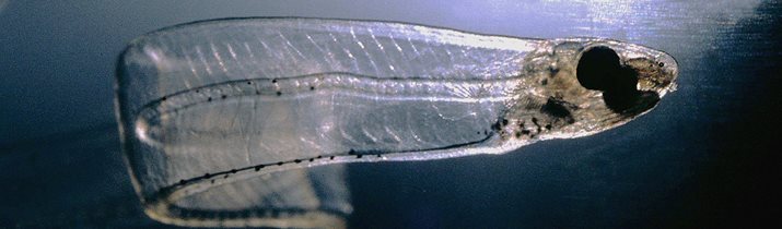 Baby Eel Fact