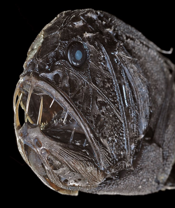 Interesting Fangtooth Fact