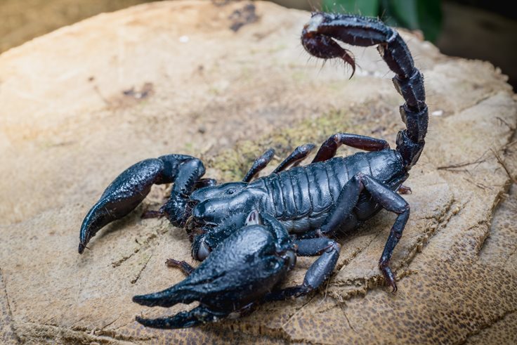 Interesting Scorpion Iraq Fact