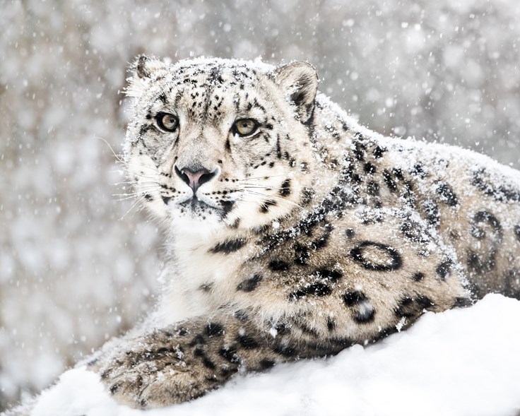 Interesting Snow Leopard Facts