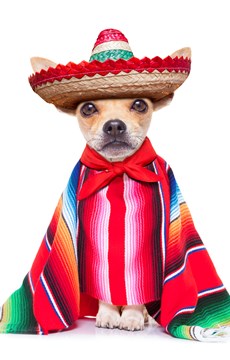 Mexican Smallest Dog Fact