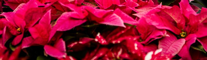 Mexico Poinsettia Fact