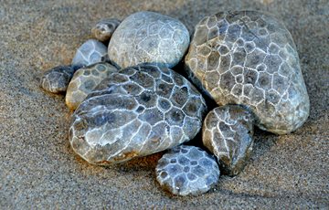 Petoskey stones Fact