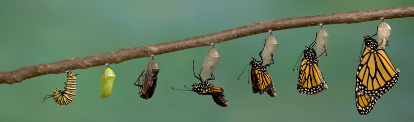 Monarch Butterfly Facts