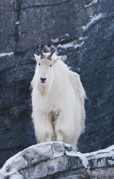 Mountain Goat