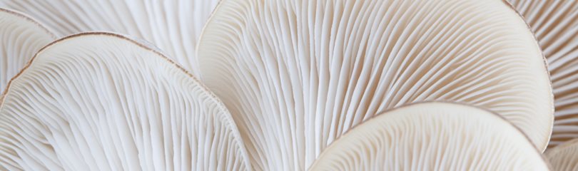 Mushroom Facts
