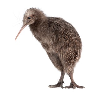 Interesting Kiwi Fact
