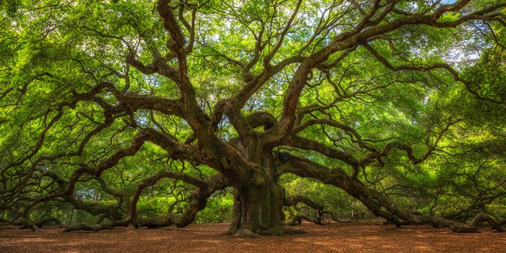 Fun Oak Tree Facts