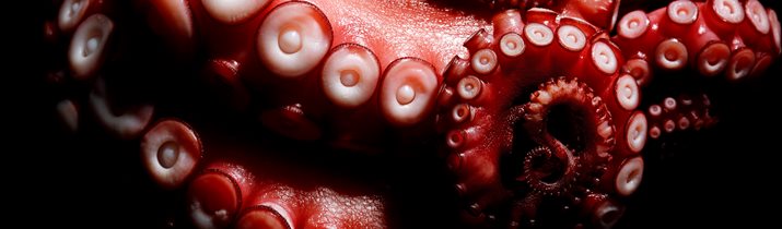 Octopus Arms