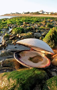 Aging Fact Clam