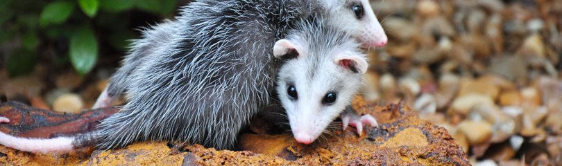 Opossum Facts