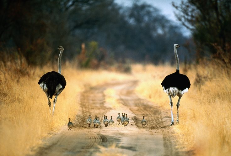 Ostrich Chick Facts