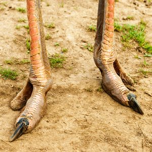 Ostrich Feet Fact